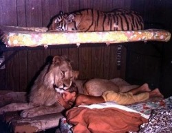 spvce:  fuck you I sleep with lions and tigers.   