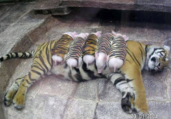 cuntymcfuckoff:  ask-femgermania:  yellowmodelchiiick:   A tiger mother lost her cubs from premature labour. Shortly after she became depressed and her health declined, and she was diagnosed with depression. So they wrapped up piglets in tiger cloth,