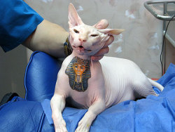 I don&rsquo;t approve of tattooing animals, BUT, yeah. It still looks pretty cool. Sphinx cats are so awesome anyway. &lt;333