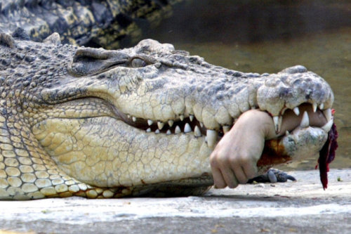 Giant snake eats crocodile
