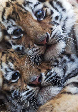 magicalnaturetour:  Two young tigers are pictured on November 20, 2011 at the zoo in Magdeburg, eastern Germany. The two female tiger babies were born at the zoo on September 26, 2011, and were presented to visitors for the first time. AFP PHOTO / JENS