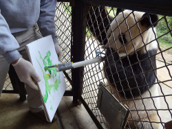 usagov:  Image description: Picasso or Panda? Giant panda Tian Tian gets his paws dirty with non-toxic water-based paint at the National Zoo. Painting is one among many activities that fall under Animal Enrichment—a program that provides physically