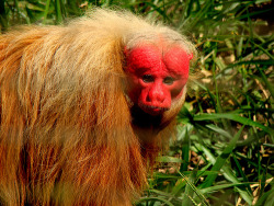 eximago:  The bald uakari (Cacajao calvus) is a small, arboreal New World monkey native to a small, broken range in Brazil and Peru in seasonally flooded forests of the Amazon River Basin. They eat nuts and hard, unripe fruit that other primates are unabl
