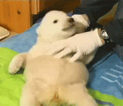 howswally:Here’s a baby polar bear getting tickled.