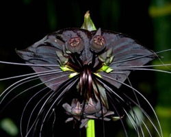 fullfrontalnerdityssx:  bat orchids ftw 