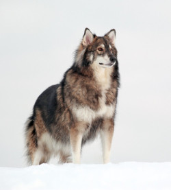 wolfhaileyy:   The Utonagan is a breed of dog that resembles a wolf, but in fact is a mix of three breeds of domestic dog: Alaskan Malamute, German Shepherd, and Siberian Husky.    omg i need one