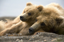 magicalnaturetour:  Grizzly bear and cub  by wileyimages.com on Flickr. :)  When I saw this my brain immediately went &ldquo;ROGER!!!&rdquo; but then I realized its a cub with its head next to its mother and not a two-headed bear.
