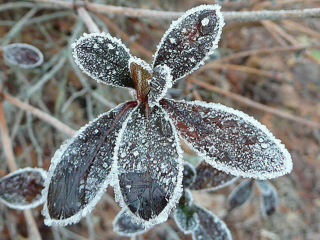 valscrapbook: Frosted leaves by Lorianne DiSabato on Flickr. 