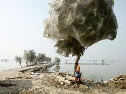 nosekewea:  manuls:  Árboles llenos de arañas Con las inundaciones de Pakistán, las arañas escaparon hacia las copas de los árboles. El resultado son estos árboles con formas extrañas por las telas de araña de los que consiguieron escapar al agua.