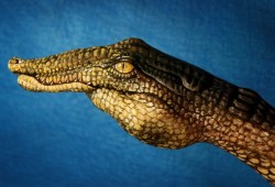 myampgoesto11:  Crocodile painted on hand by Guido Daniele 