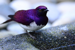 fairy-wren:  fairy-wren:  violet-backed starling photo by malcssclam  oldie but goodie heh :) 