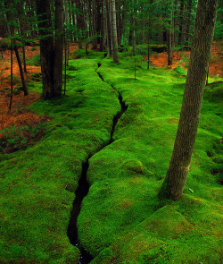 bluepueblo:  Moss Creek, Desert Island, Maine photo via eyegasms 