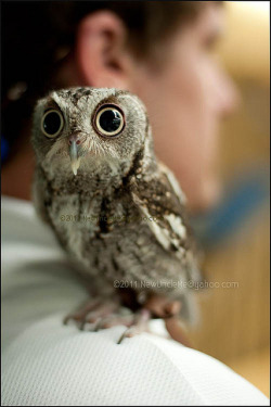 fat-birds:  Eastern Screech Owl - Megascops asio by OldUncleMe on Flickr. Look at those eyeees  Eeep!