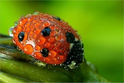 magnified-world:  Ladybug covered in dew.  