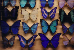louiisesarah:  butterflies (by amintirivizuale) 