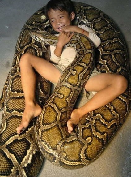 Black snake devours babe