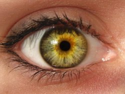 gay-isnt-an-emotion-ghirahim:  kccasey:  medicineisfun:  Central heterochromia is where the central (pupillary) zone of the iris is a darker color than the mid-peripheral (ciliary) zone.  Oh hey I have that in my left eye.  reasons why eyes are AMAZING
