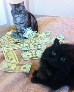  kitties and cash&hellip;