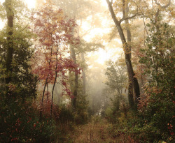 liviskogen:  Autumn wood (by dqph) 
