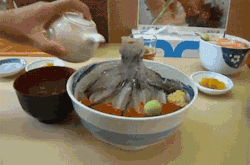 iamtheonewho-knocks: teextragnoperro:  vvulf:  Odori-don is a sushi dish with a dead octopus that dances when soy sauce is poured on it.   Eso NO está muerto xD  De hecho sí  