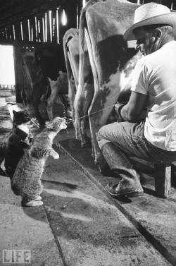 life: Cats Blackie (black) and Brownie (front) catch squirts of milk during at Arch Badertscher’s dairy farm in this 1954 Nan Farber photo. “This picture just makes me smile. Great photographs do not need to be serious, they just need to evoke emotion.”