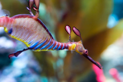 neaq:  Things are getting back to normal after a busy school vacation period here at the Aquarium. Here’s one reason why you should come inside from the cold to visit this week: Weedy seadragons. Photo: John Correa 