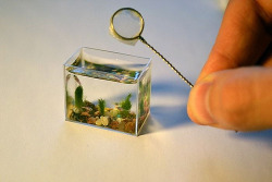qoax:  heart-of-witch:  World Smallest Aquarium In Russia (by kathleen_kuzma)   omg