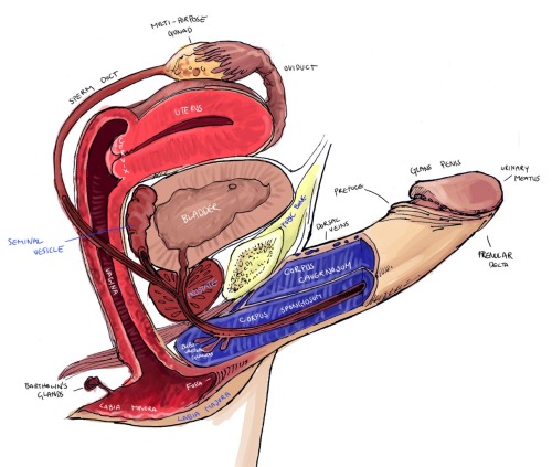 Clitoris anatomy