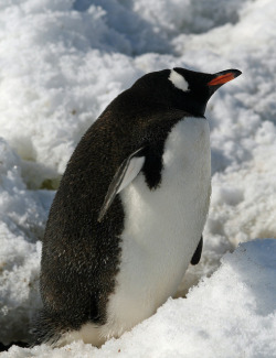 fckyeah-penguins:  Gentoo penguin 27 by ruthhallam on Flickr.   American penguin :-)