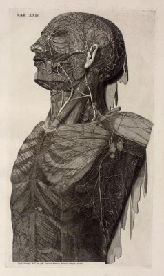 sutured-infection:  Paulo Mascagni and Ciro Santi - Lymphatic venules of the head, neck and thorax, supraclavicular and axillary nodes, from Vasorum lymphaticorum, 1787 