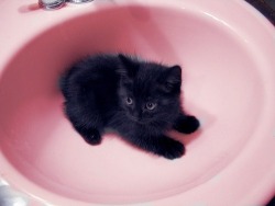 meowneko:  a kitten in a sink 