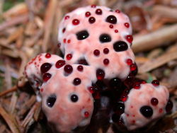  The Bleeding Tooth Fungus is a fungus that, when young, looks like a bleeding tooth. It’s a pale white color tinged with pinks and reds. Other names include Devil’s Tooth, Bleeding Hydnellum, Red-juice Tooth and Strawberries and Cream.  Yeah I&rsquo;ll
