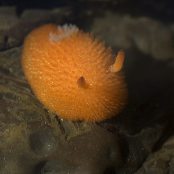 allthings0rang3:  orange-peel sea slug by matt knoth on Flickr.  ME WOW