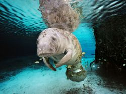 nationalgeographicdaily:  Manatee, FloridaPhoto: Brian Skerry A manatee swims in a freshwater spring in Crystal River, Florida. Manatees struggle for survival as the result of a gantlet of threats, from watercraft strikes to toxins in the water. The most