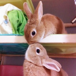 hlle:  Mmmff bunnies 