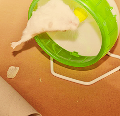 selen-ass:  my friend’s hamster having a tough time with the wheel 