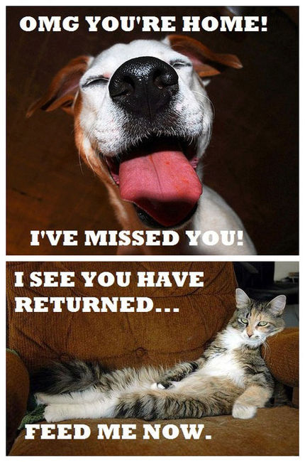 Funny cat and dog memes