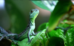 magicalnaturetour:  The Lizard King by ~NENE00 :)  Damn, this is the proudest looking lizard I have ever seen.