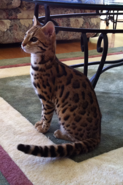 distraction:  omg a leopard cat 