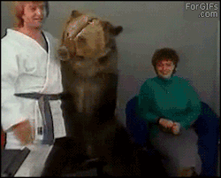 its just wrong to laugh but the way the bear grabs her is just priceless to me.