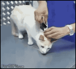 gallifrey-feels:   the-absolute-best-gifs:  “How to deactivate a cat” For those that are like “what?” it is instinct for a cat to stop moving when picked up by the scruff of the neck, as that’s how a mother cat gets her kittens places.  OH MY