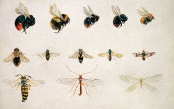 maliamay:  Beatrix Potter, ‘Studies of bees and other insects’ 