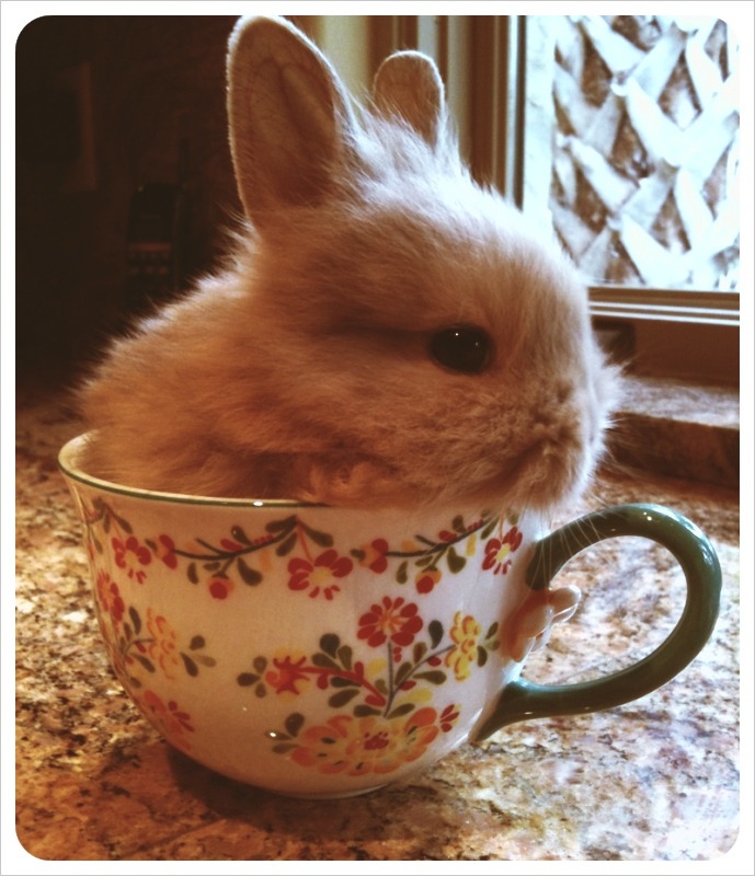 Cute bunnies in cups