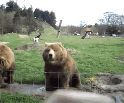 davidonyoutube:  zachgarry:      the look on their faces though. its like “omfg, charles. charles, charles. THE HUMAN IS WAVING. WAVE BACK, HURRY.”  This is the best thing I have ever seen  BEARS  reblogging again because I cannot fucking contain
