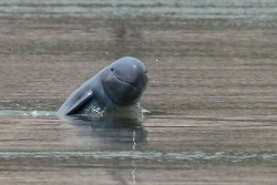 nationalpost:  18 critically endangered Irrawaddy dolphins spotted by WWFConservation group WWF said it spotted 18 critically endangered Irrawaddy dolphins in Indonesian waters off Borneo island Tuesday and called for greater protection of the species’