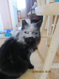 wifi-wizerd:  itsflanagain:  magicaldeductions-deactivated20: “I accidentally dropped flour on my cat.”  phantom of the opurra  He looks so fucking pissed off 
