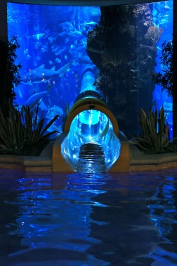 conflictingheart:Golden Nugget pool in Vegas has a 3 story water slide that passes through a shark tank.     Images found here and here.
