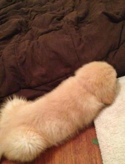 lovettsmermaid:  crystalmeowth:  whorem0anz:  My dog looks like a fuzzy penis. That is all, bye.  i sat here laughing for like ten minutes  dog i hate you youre a dick! 