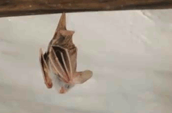 kiwitank:  wingedkat:  darlingv2:  gothiccharmschool:  You know what we need right now? To watch a little bat stretching its wings. You know I’m right.  Give it to me its so cute.ajejidqicqis  wow  omg his lil grin im feelin u there bat i know how it