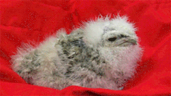 fat-birds:  Cute Baby Frogmouth Chick at Woodland Park Zoo. Pure love. ♥ 